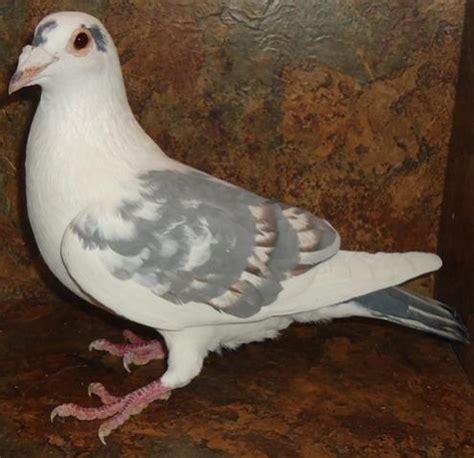 Homing pigeon for sale near me. Things To Know About Homing pigeon for sale near me. 